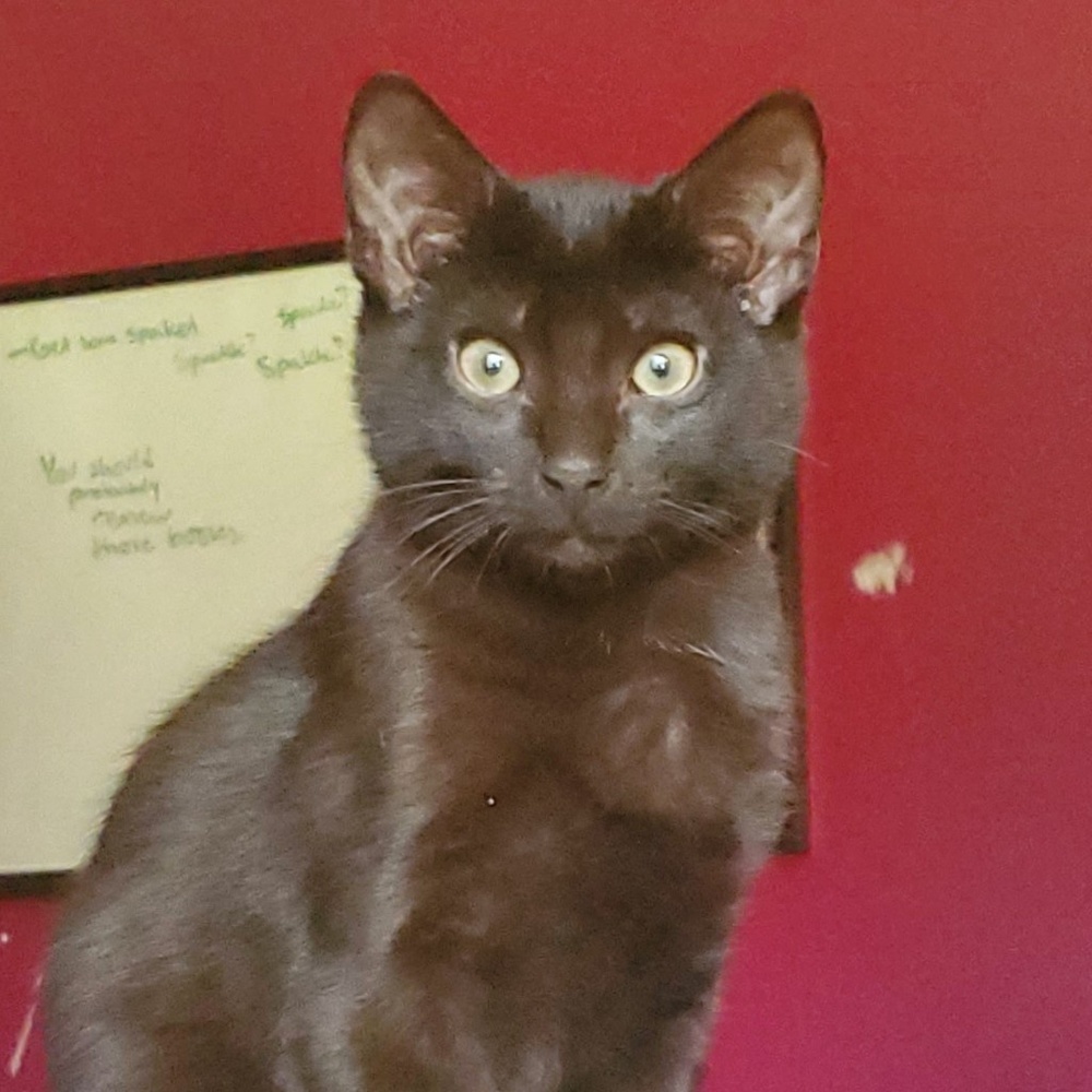 Meet your Posher, Zee